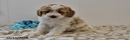 Mini Goldendoodle dogs for sale: Bo  - Ad 3