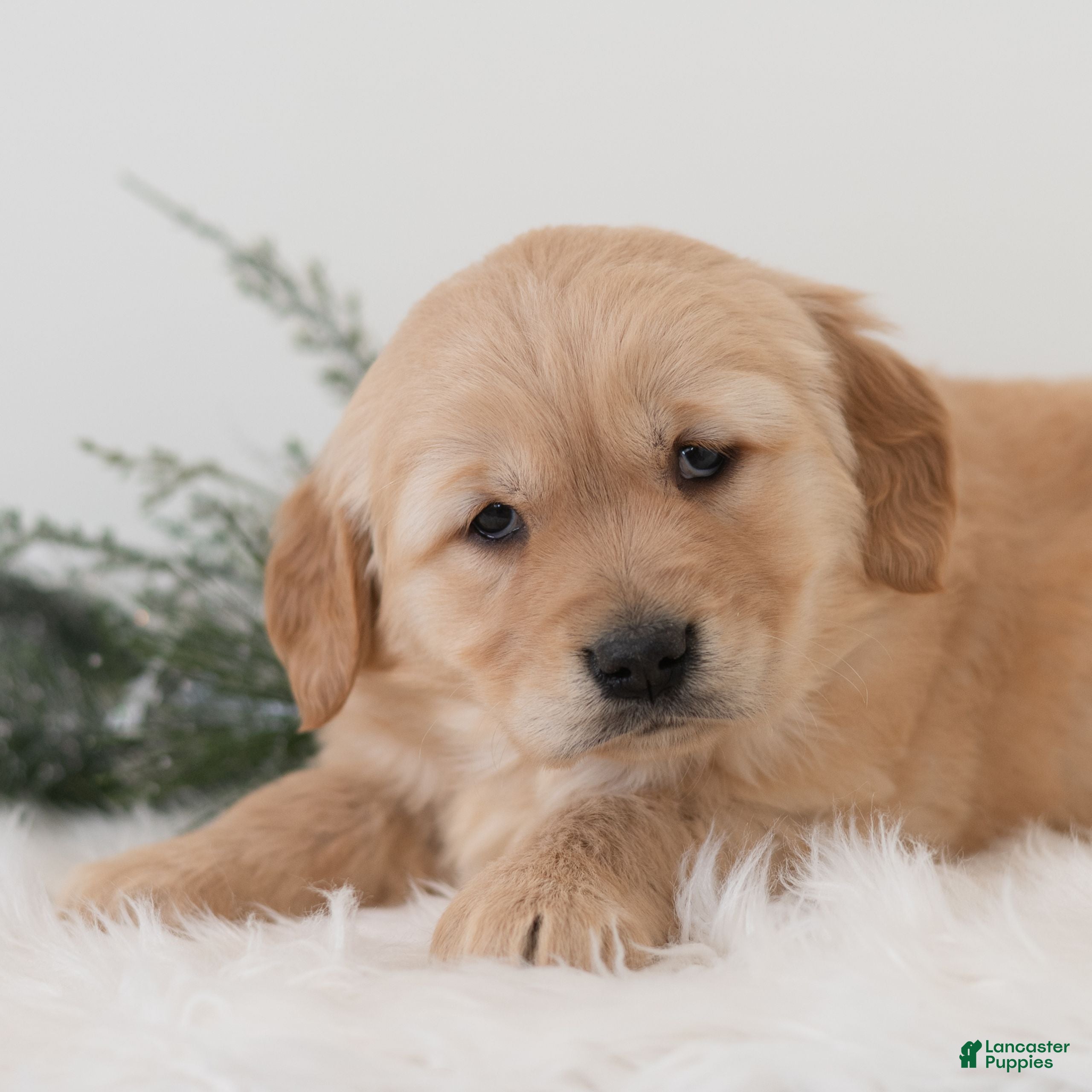 Golden Retriever dogs Puddles  - Ad 1