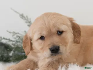 Golden Retriever dogs for sale: Puddles - Ad 4