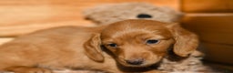 Dachshund dogs for sale: Teddy - Ad 1