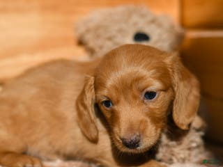 Dachshund dogs Teddy - Ad 23