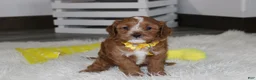 Cockapoo dogs for sale: Freddy  - Ad 6