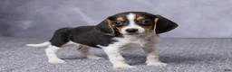 Beagle dogs for sale: Sally - Ad 4