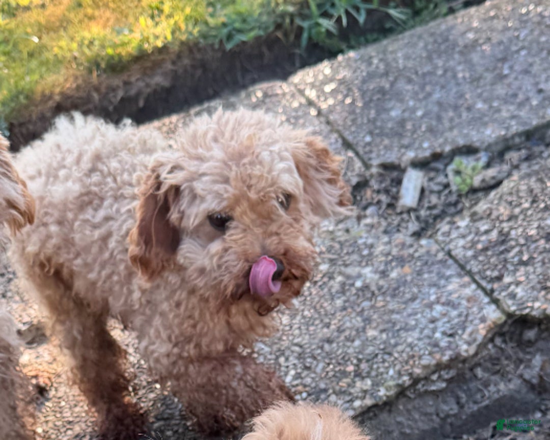 Maltipoo dogs for sale: Maltipoo Puppy 1 - Ad 4