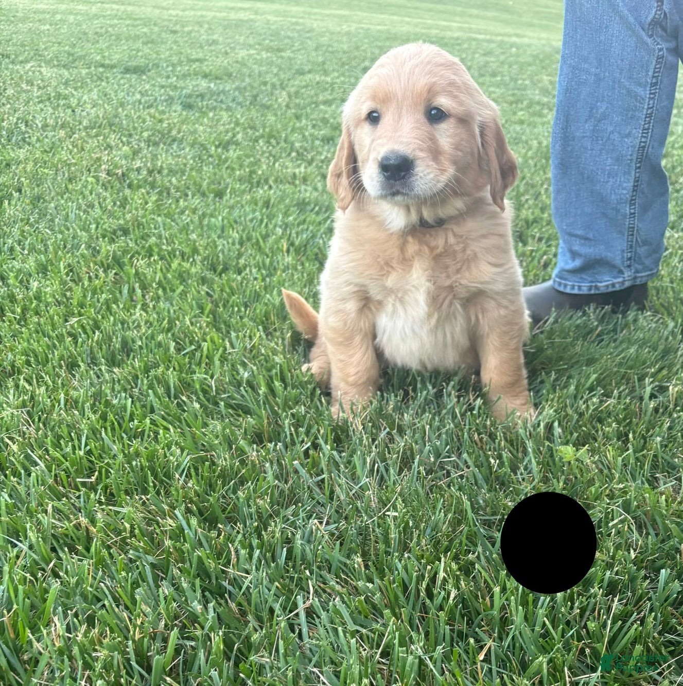Golden Retriever dogs for sale: Buster - Ad 2