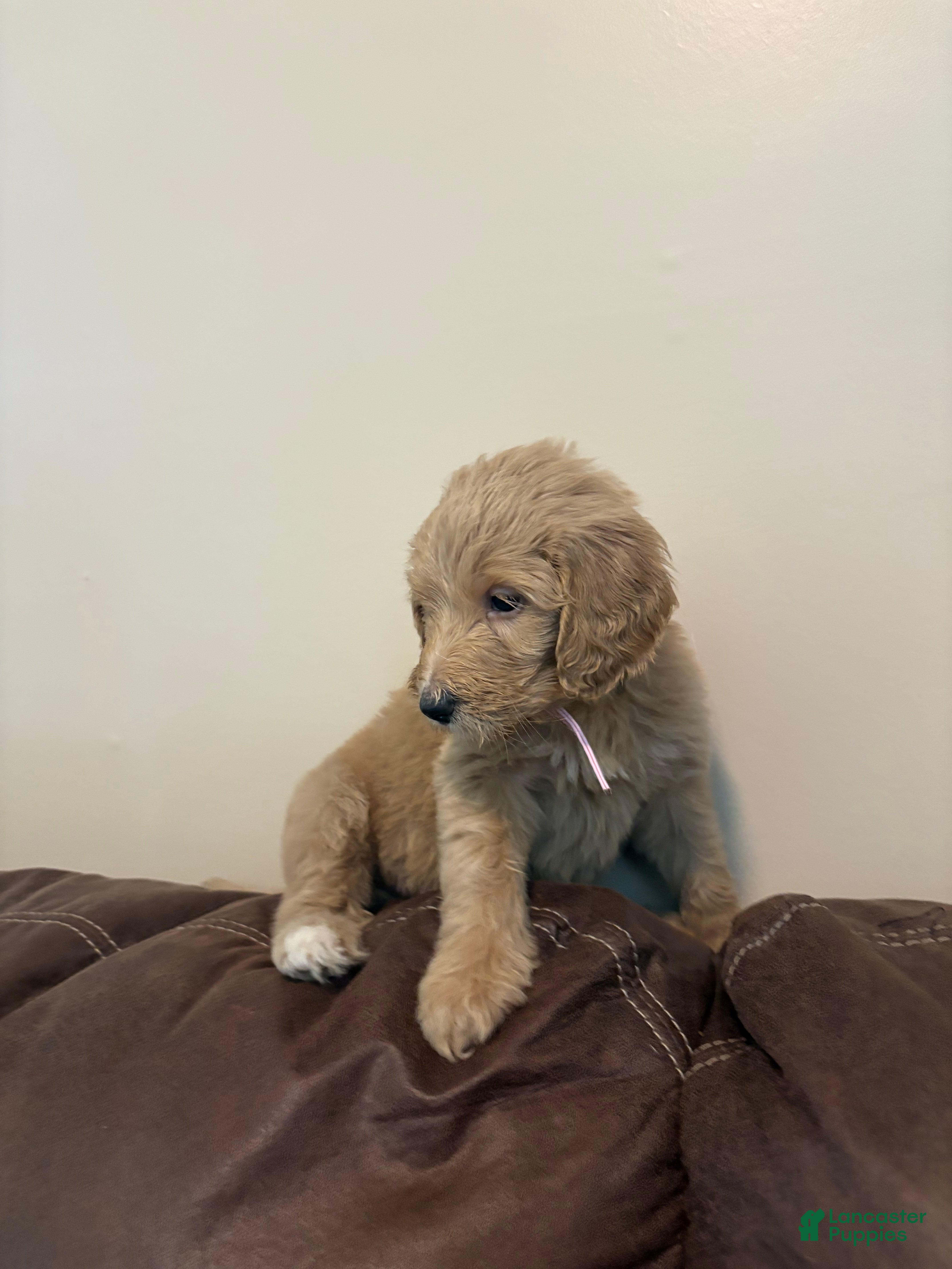 Goldendoodle dogs Goldendoodle light pink collar - Ad 1