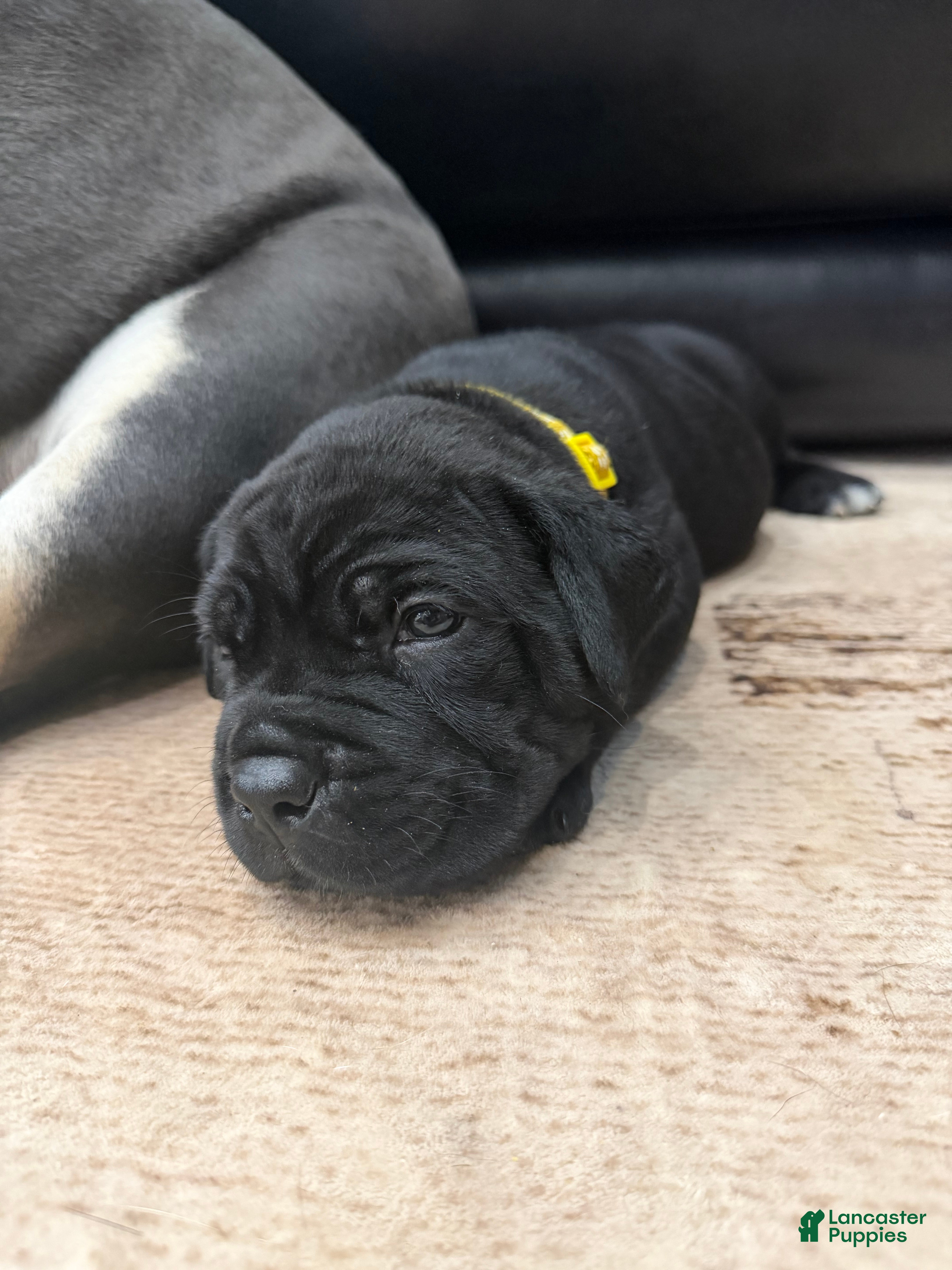 Cane Corso dogs Yellow Collar - Camela - Ad 2