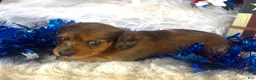 Miniature Dachshund dogs for sale: Dixie (Longhair) - Ad 7
