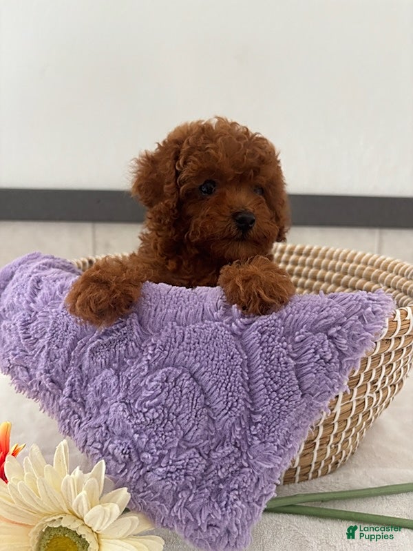 Toy Poodle dogs Layla - Ad 1