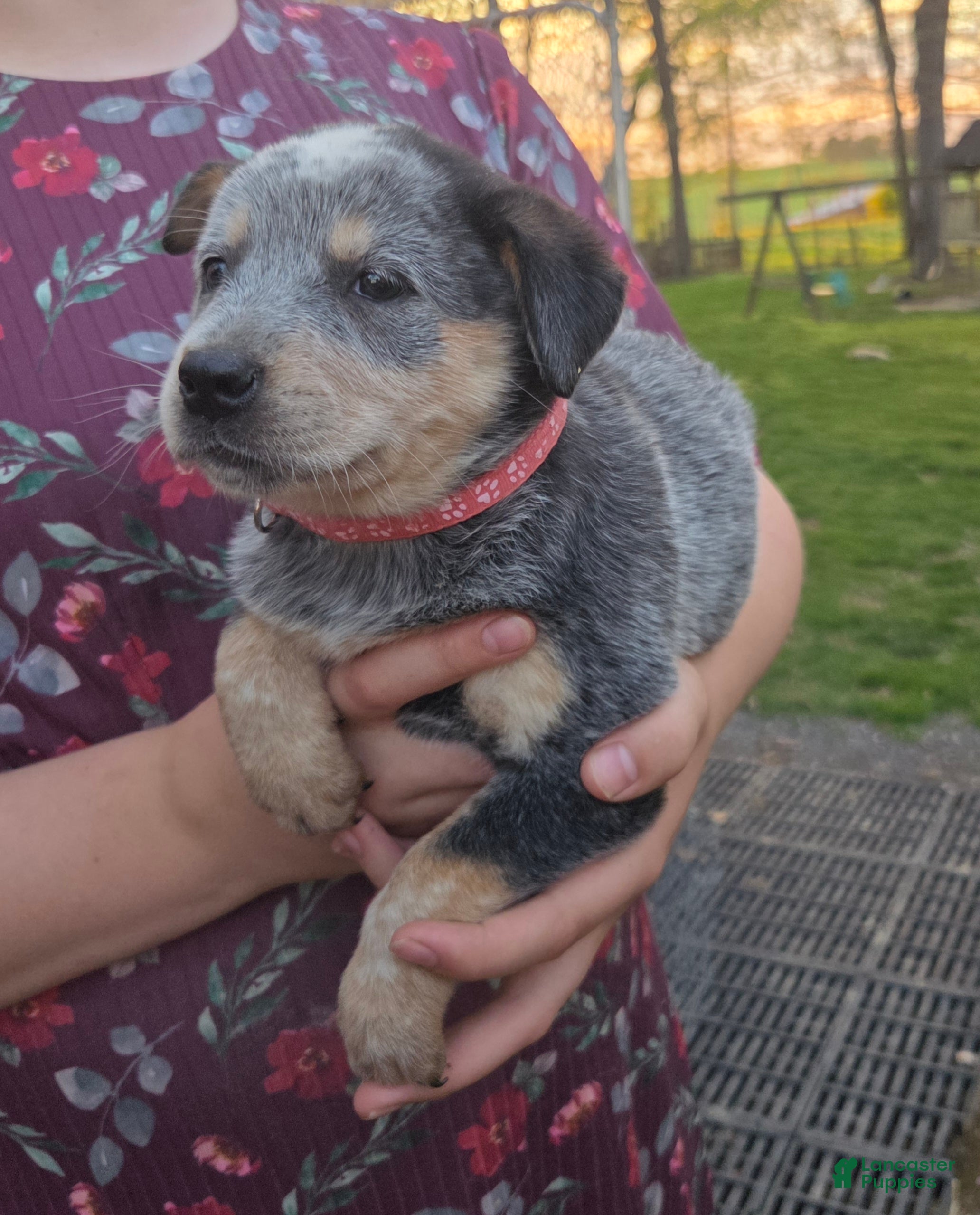 Australian Cattle Dog dogs Joy - Ad 2