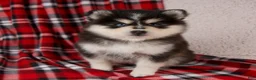 Pomsky dogs for sale: Jade - Ad 2