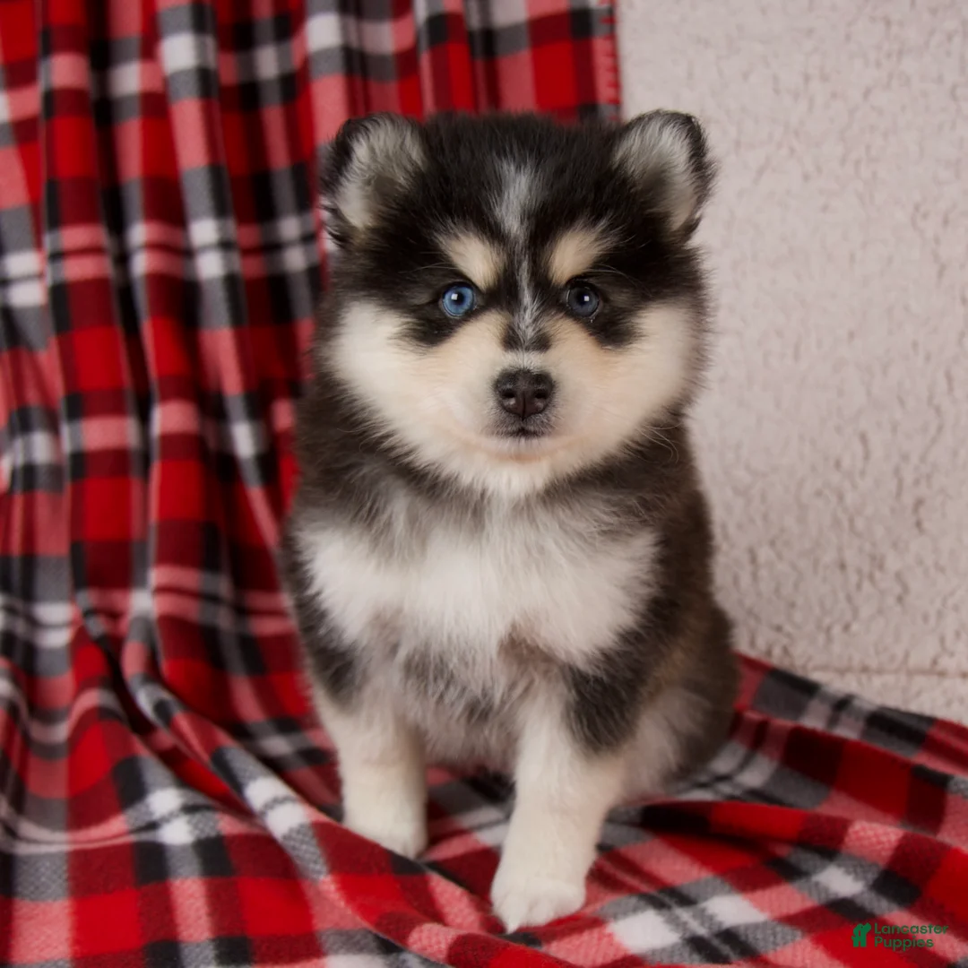 Pomsky dogs for sale: Jade - Ad 2