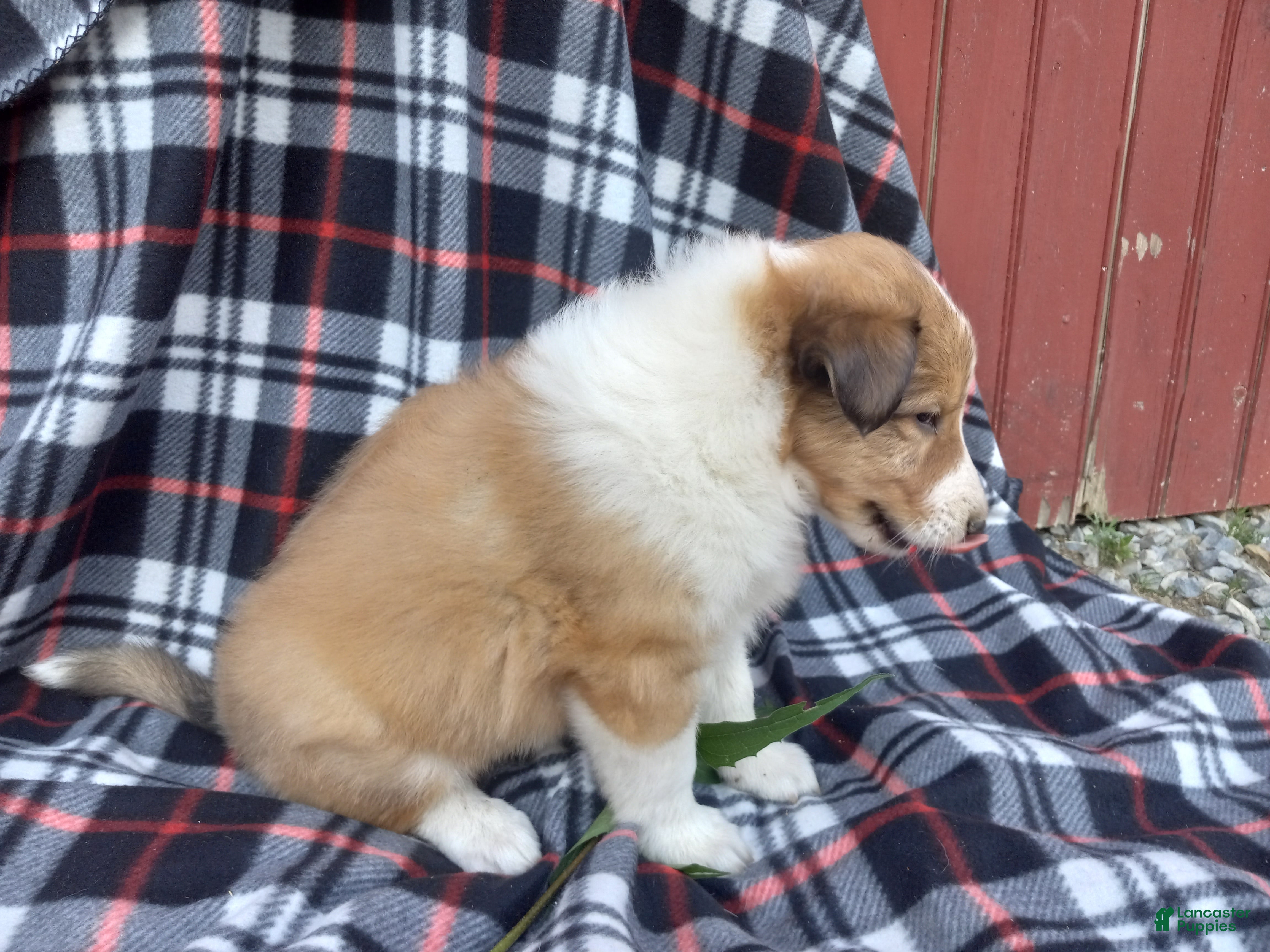 Collie dogs Creed - Ad 2