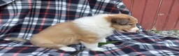Collie dogs for sale: Creed - Ad 2