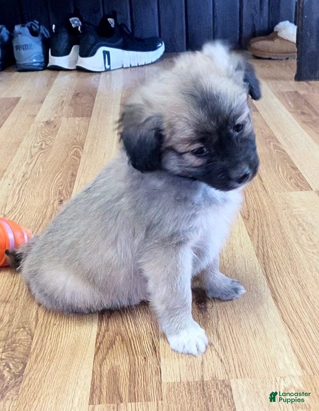 Mini Aussiedoodle dogs for sale: Cooper - Ad 4