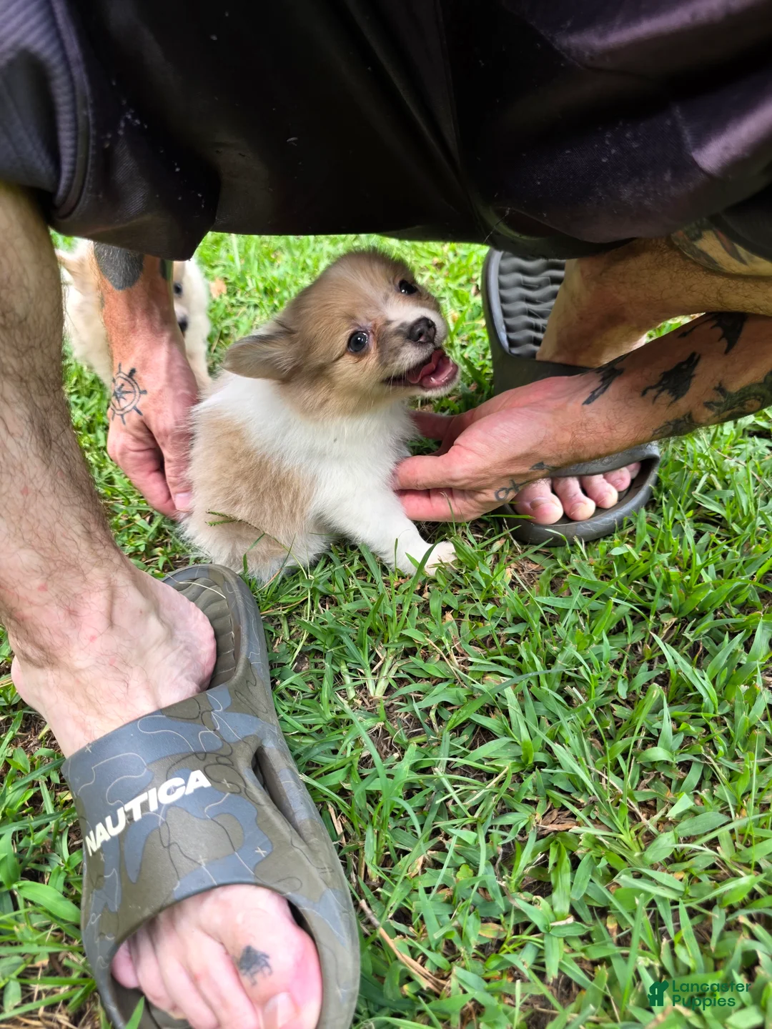 Pomeranian dogs for sale: Pomeranian 5 - Ad 1