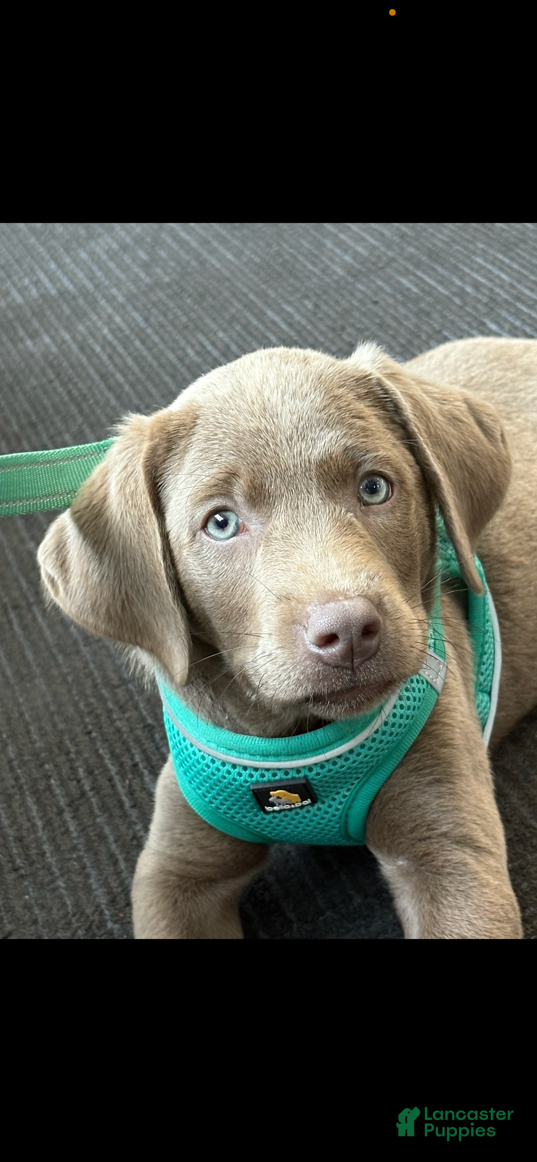 Labrador Retriever dogs for sale: Elsie - Ad 1