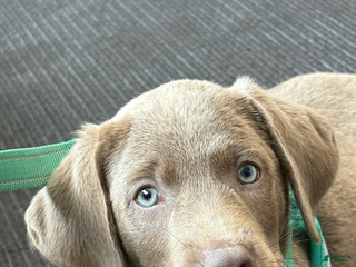 Labrador Retriever dogs Elsie - Ad 39