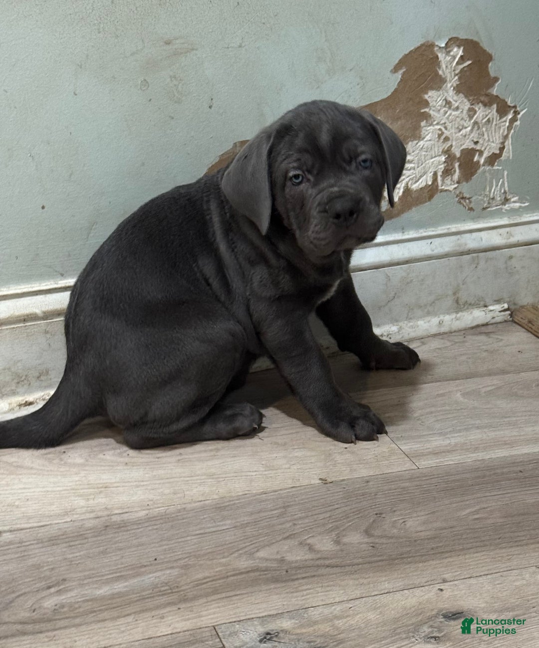 Cane Corso dogs for sale: Argenta - Ad 5