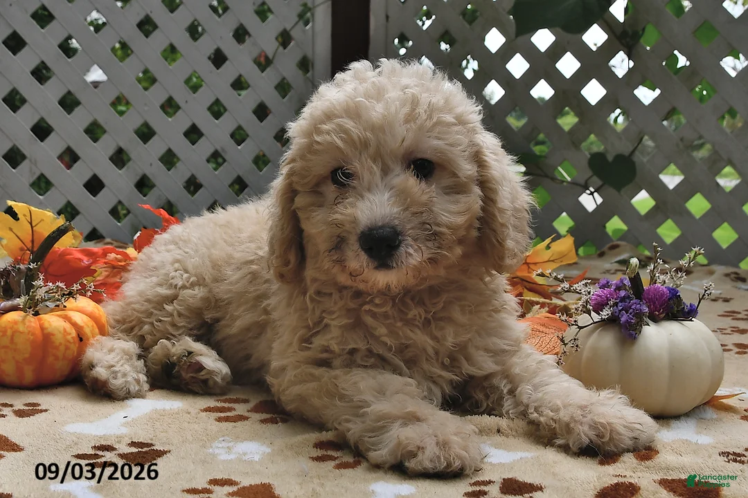 Miniature Poodle dogs for sale: Chewy  - Ad 1