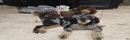 Bernedoodle dogs for sale: Princess - Ad 5