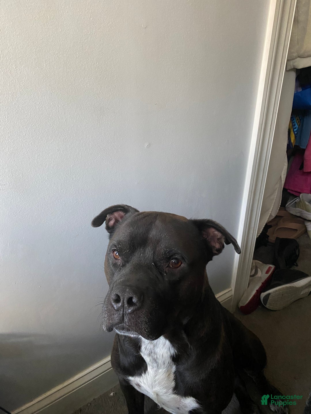 Mixed Breed dogs for sale: Mixed Breed Puppy 2 - Ad 3