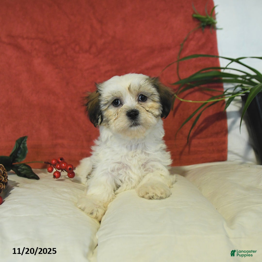 Teddy Bear dogs for sale: Biscuit  - Ad 1