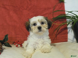 Teddy Bear dogs Biscuit - Ad 32