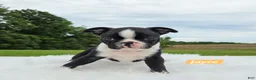 Boston Terrier dogs for sale: Jayce  - Ad 3