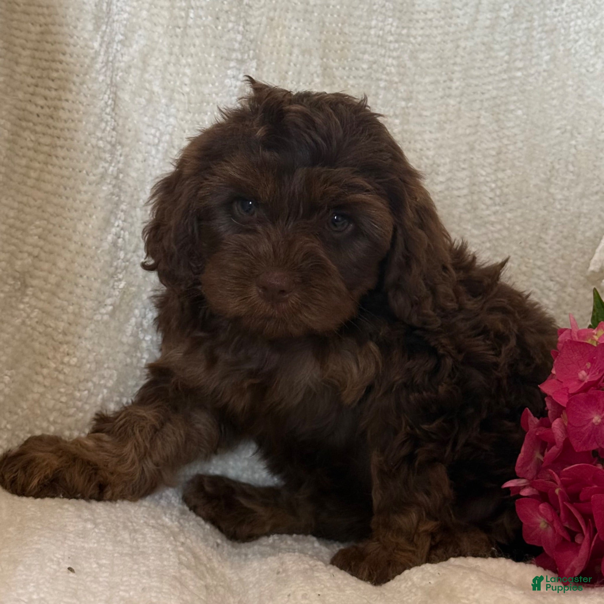 Cavapoo dogs Stacy - Ad 11