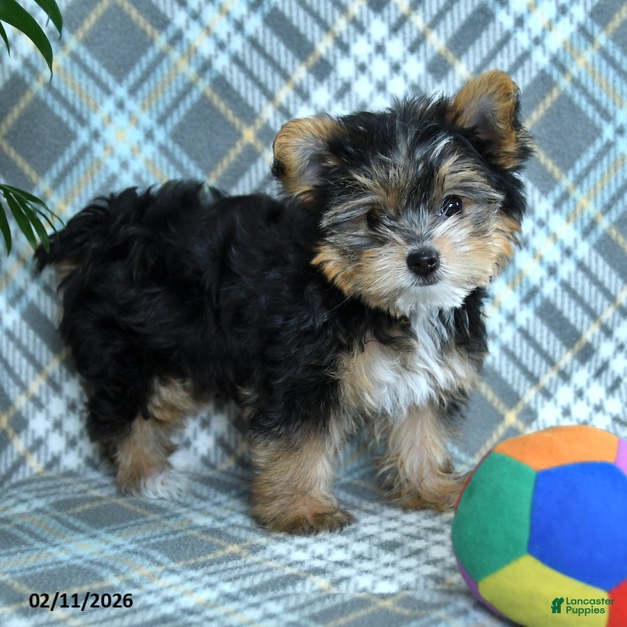 Yorkshire Terrier dogs Sheila - Ad 16