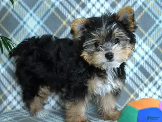 Yorkshire Terrier dogs Sheila - Ad 16