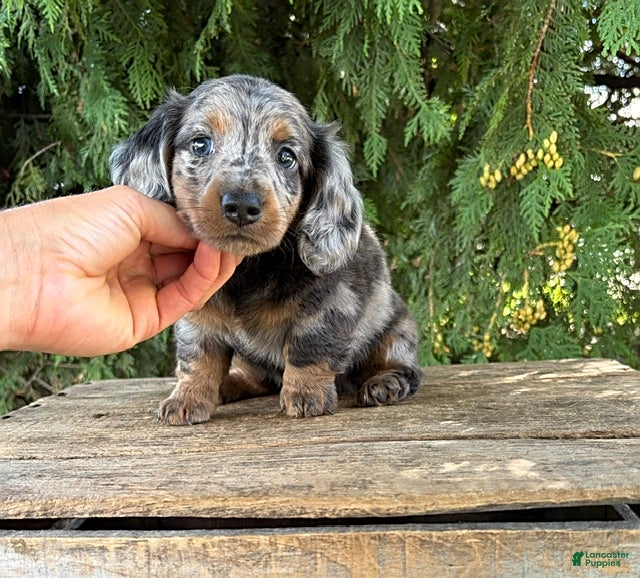 Dachshund dogs Sterling - Ad 2