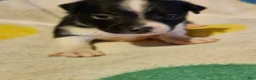 Chihuahua dogs for sale: Checker - Ad 12
