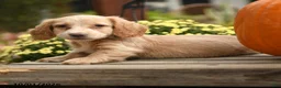 Dachshund dogs for sale: Fauna - Ad 5