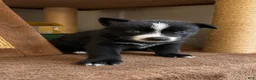 Pomsky dogs for sale: Tink - Ad 1
