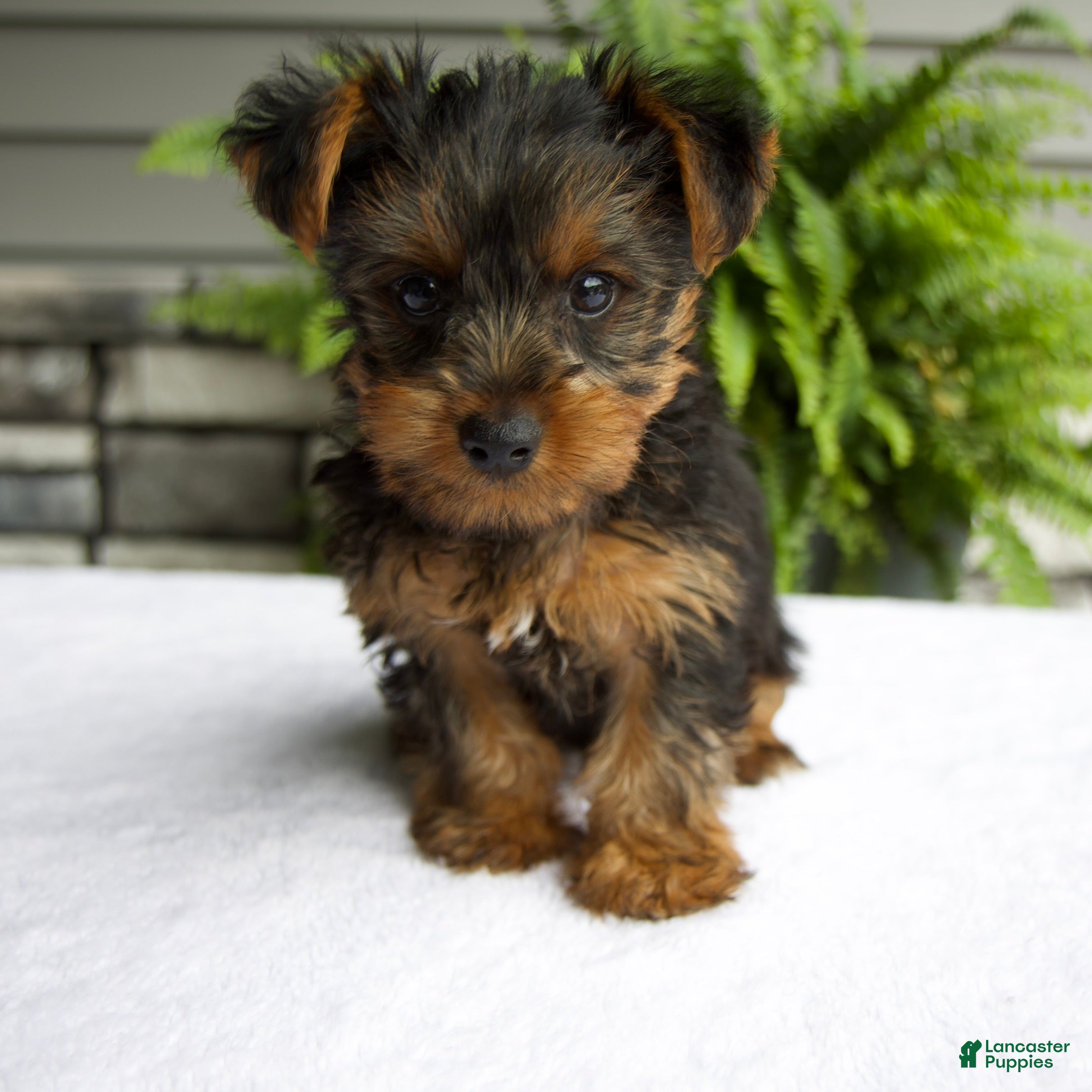 Yorkshire Terrier dogs Alfie - Ad 1