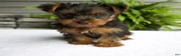 Yorkshire Terrier dogs for sale: Alfie - Ad 1