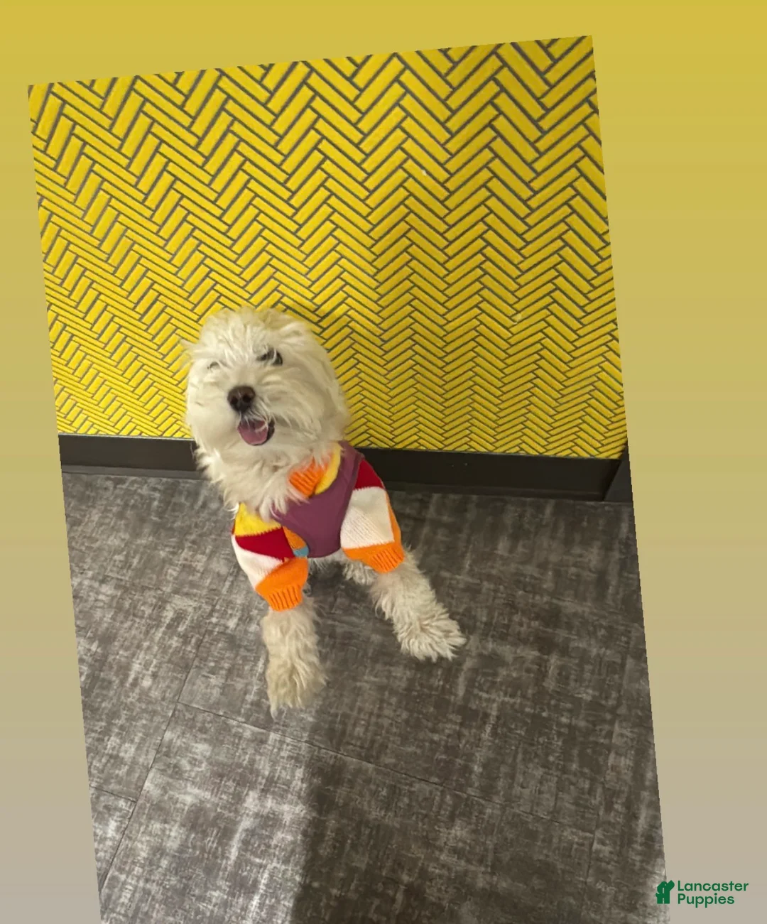 Mixed Breed dogs for sale: Mixed Breed Puppy 3 - Ad 2