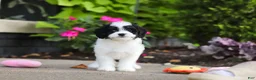 Cavapoo dogs for sale: Lacey - Ad 10