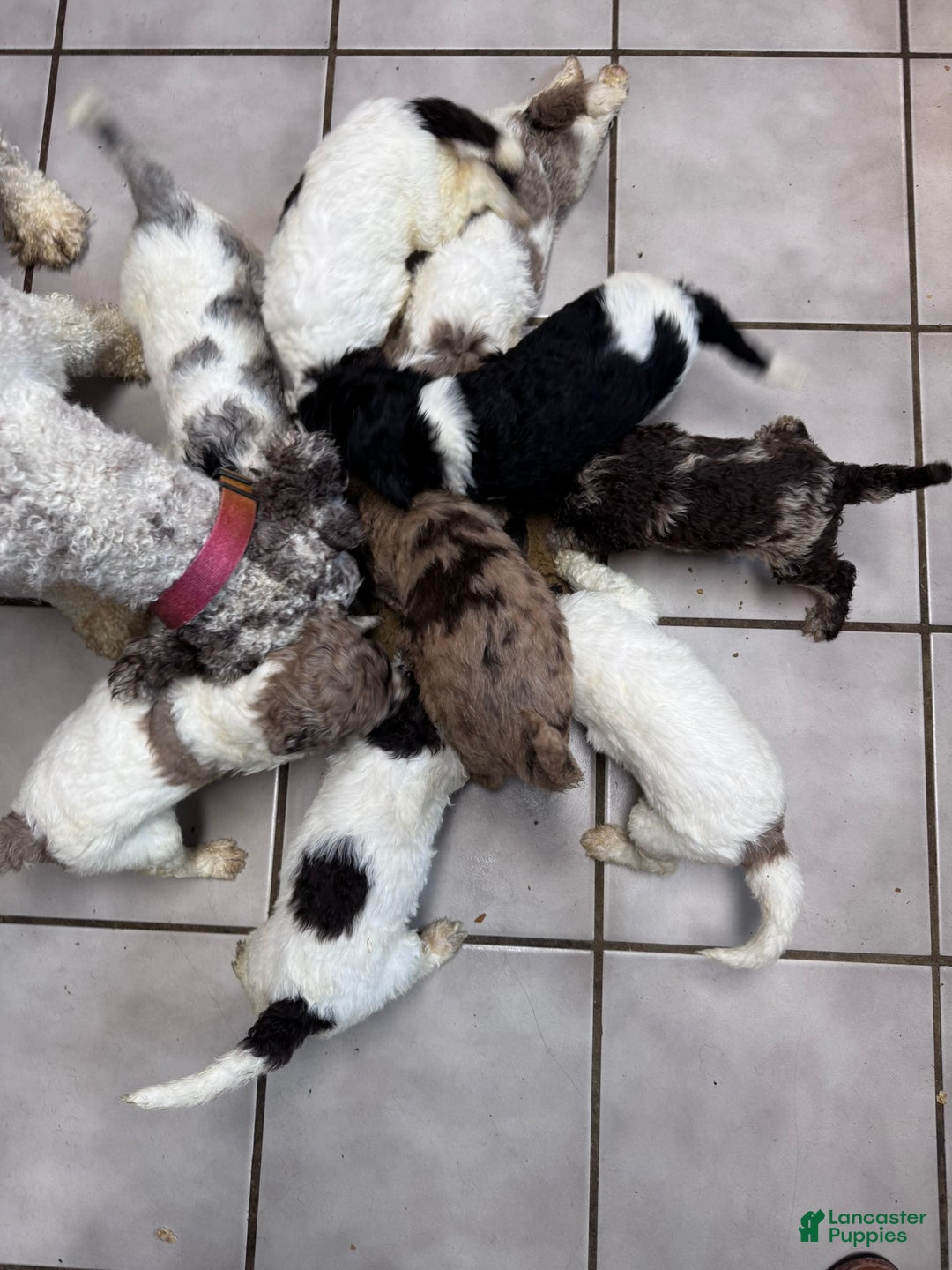 Standard Poodle dogs for sale: Standard Poodle Puppy 7 - Ad 3