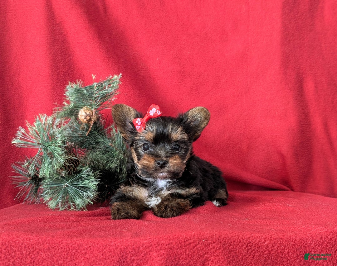Yorkshire Terrier dogs for sale: Coralie Teacup - Ad 7