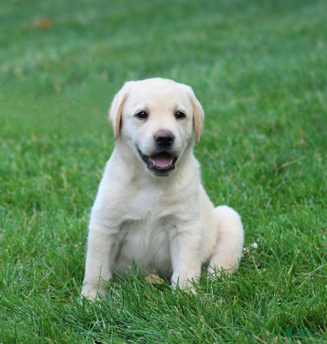 Labrador Retriever dogs for sale: Theo - Ad 1