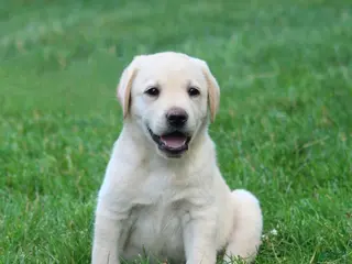 Labrador Retriever dogs for sale: Theo - Ad 3