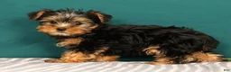 Yorkshire Terrier dogs for sale: Raven - Ad 3