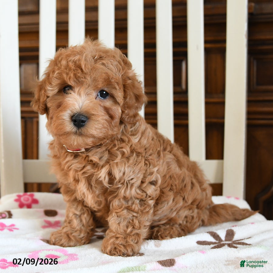 Maltipoo dogs Neco - Ad 4