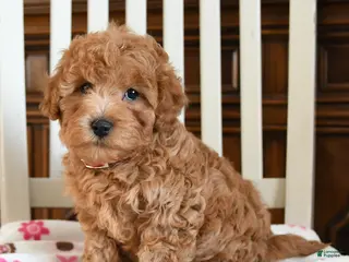 Maltipoo dogs Neco - Ad 4