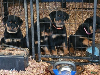 Rottweiler dogs Rottweiler Puppy 1 - Ad 4