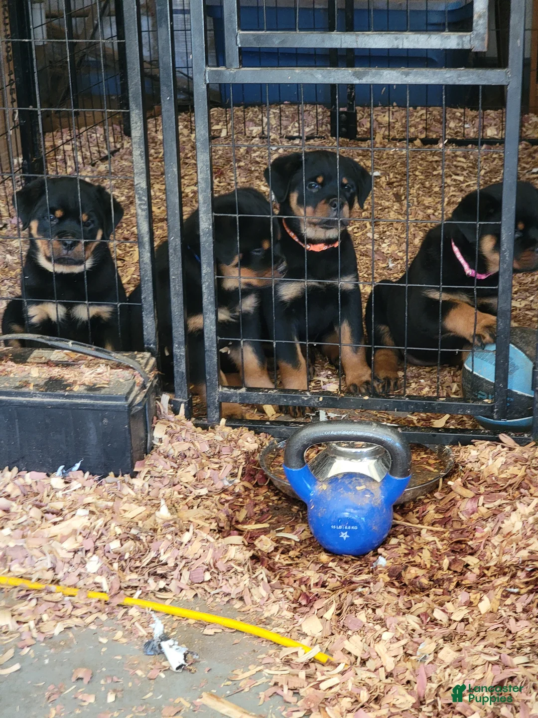 Rottweiler dogs for sale: Rottweiler Puppy 1 - Ad 1
