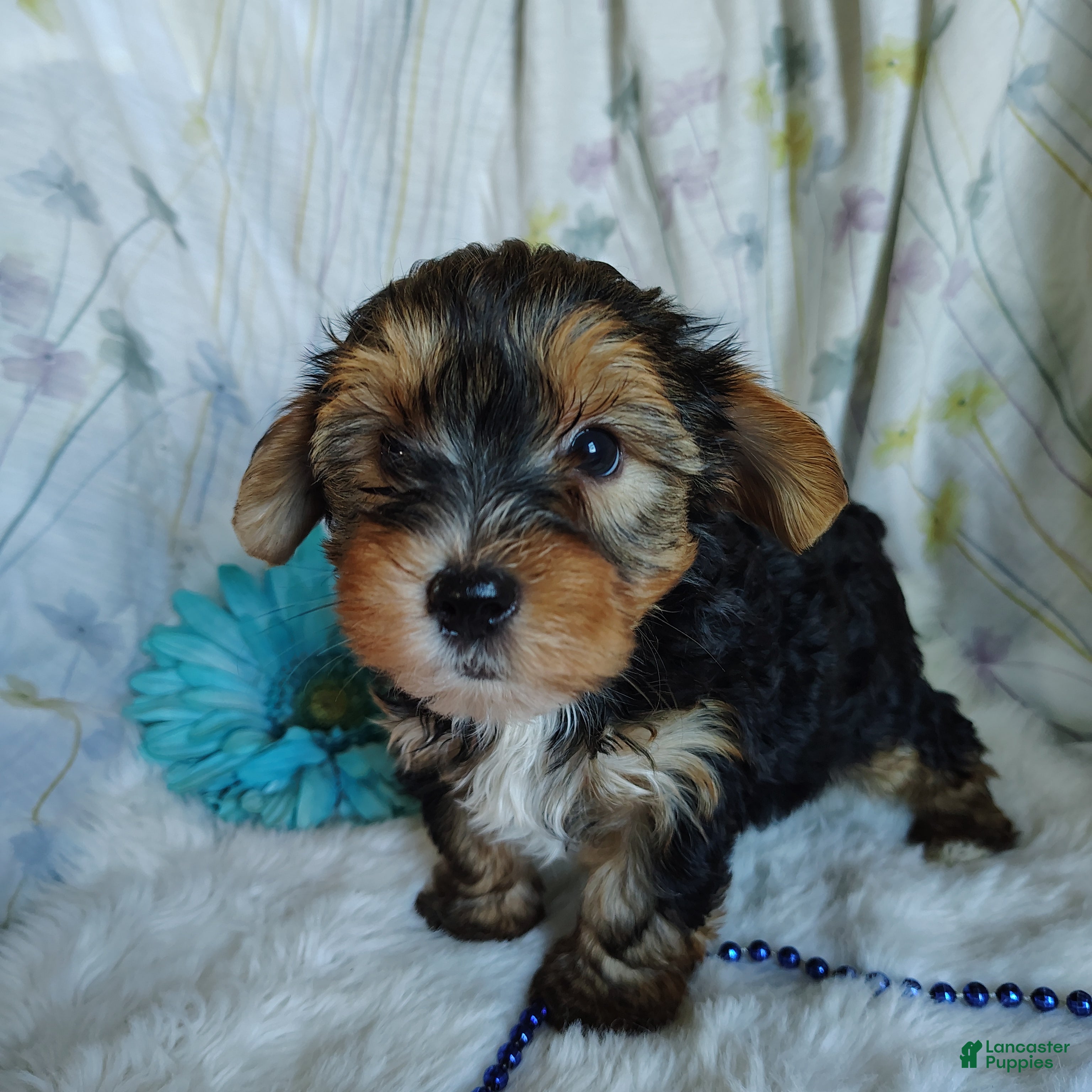 Yorkshire Terrier dogs Johnny - Ad 2